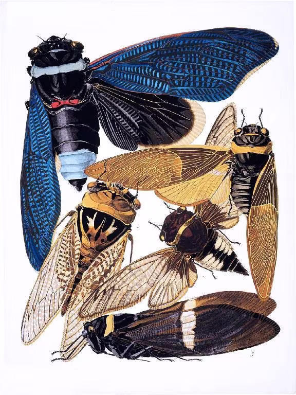 178. Brood X Organic Cotton Sateen Fabric Entomology Insects Locust Cicada Approx. 8 X 10.5 Quilting Sewing You Color