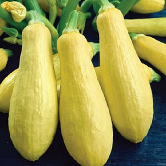 Squash Early Prolific Straightneck Vegetable Seeds | Cucurbita Pepo 15+Seeds