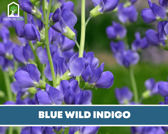 Indigo, Blue Wild - Heirloom Seeds Brilliant & Purple Blooms