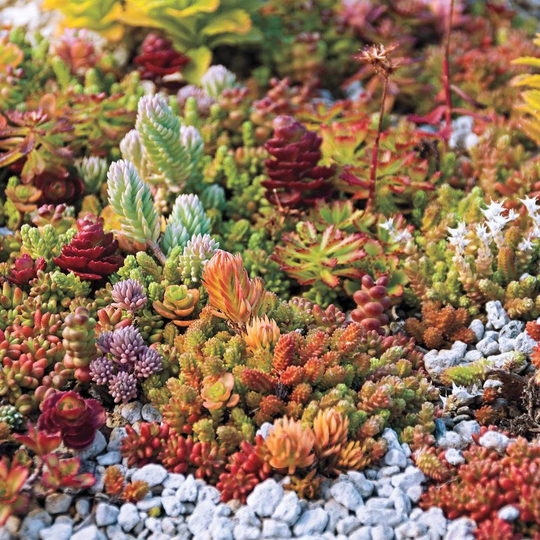 Sedum Species Mixed Succulent Seeds - 370 Organic Flower Rock Garden Seed