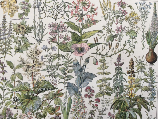 Medicinal Plants Poster - Vintage Print Antique En France French Vintage Botanical
