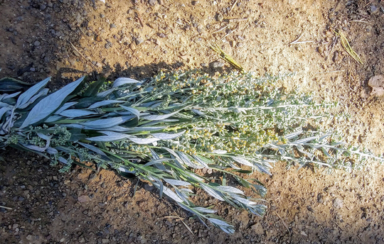 Artemisia Flowering Mugwort Large Bundles Southern Oregon Rogue River
