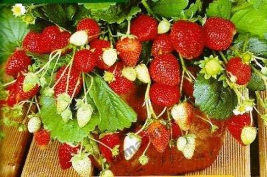 strawberry Temptation. Very Sweet. Easy Growing Seeds