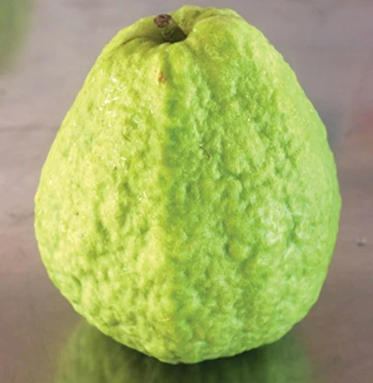 Taiwanese/Green Pearl Guava Live Tree 4 Feet Tall Air Layered Tree. No Shipping To California Ca