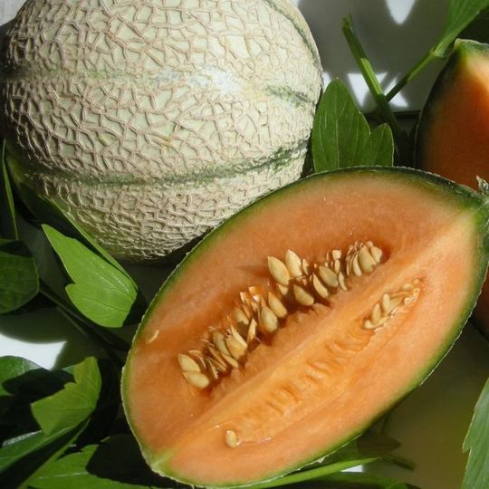 Melon Iroquois F1 Seeds Hybrid Non Gmo For Planting | 203896