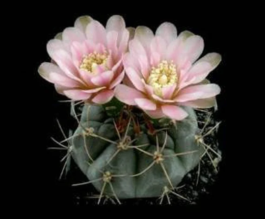 Gymnocalycium Heidiae Seeds 30 Pcs