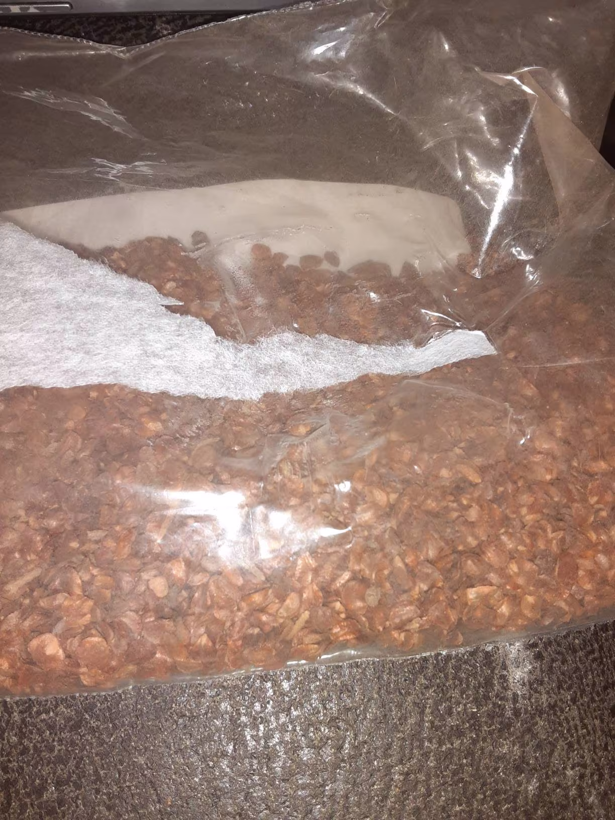 Chinese Weeping Cypress Tree Seeds | Funeral Cypress