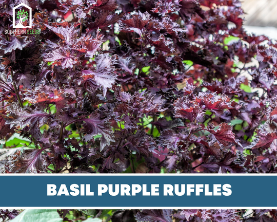 Basil, Purple Ruffles - Heirloom Herb Seeds Nongmo | Ocimum Basilicum