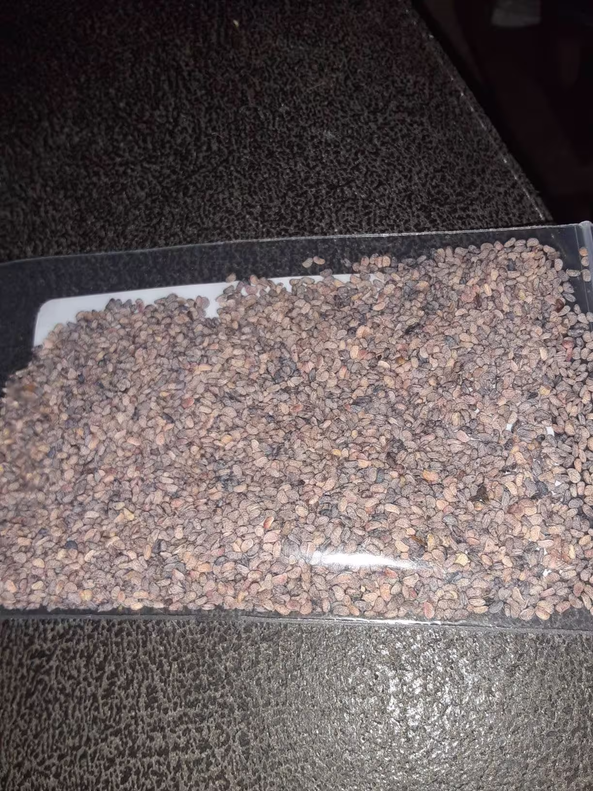 Red Raspberry Seeds | European Raspberry
