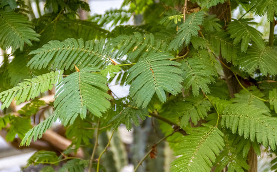 10 Seeds - Arappu = Tropical Multi-Use Plant- Read Full Description- Albizia Amara
