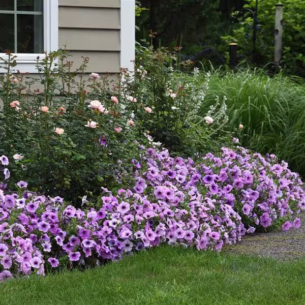Petunia Seeds Easy Wave Plum Vein 100 Thru 500 Pelleted Bulk