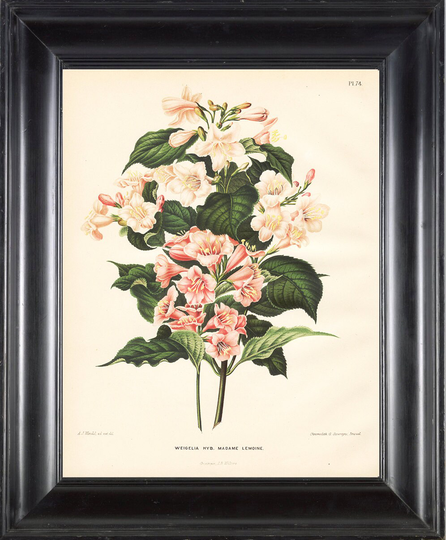 Botanical Print Wendel 8x10 Botanical Art Print 47 Beautiful Antique Weigelia Madame Lemoine Flowers Garden Plant Interior Design