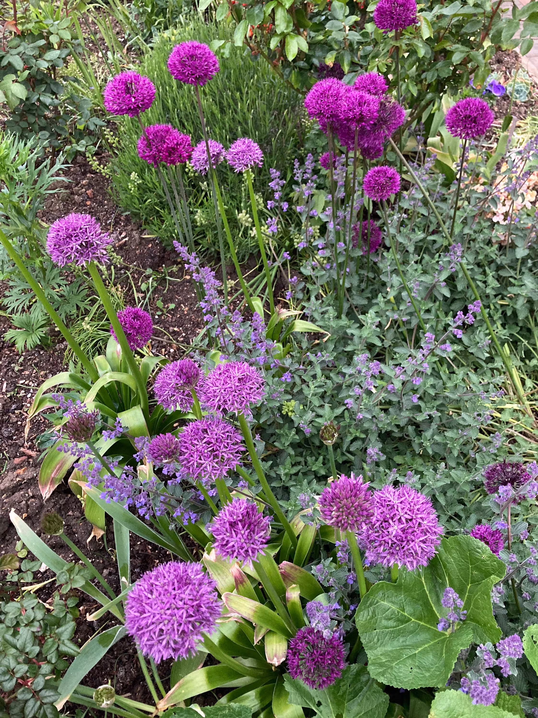 Ornamental Allium Mix | Bulbs To Plant Yourself Free UK Postage