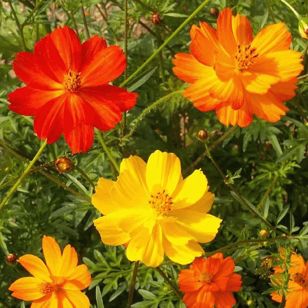 Cosmos Bright Lights, Approx. X50 Seeds