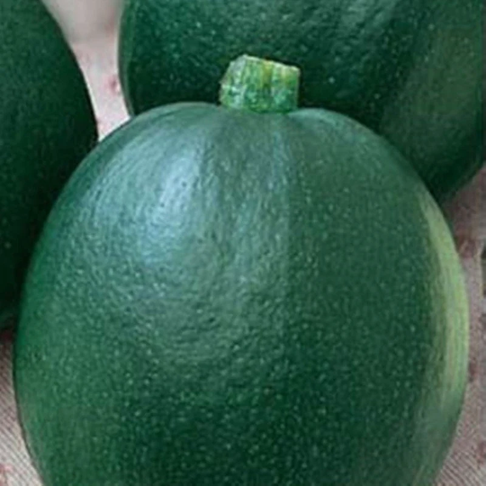 Pumpkin Farmer Seeds Heirloom Non Gmo For Planting | 203940