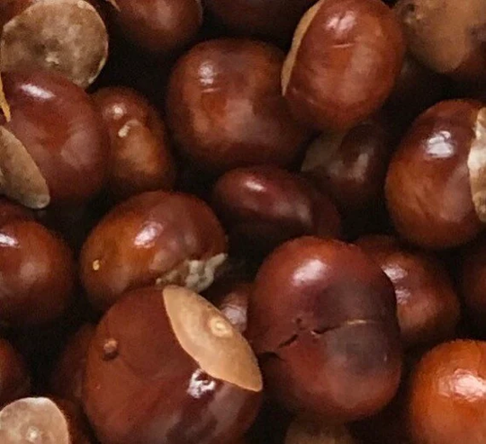 English Horse Chestnuts Buckeyes Dried Conkers, Lucky, Success, Spider Repellant, Witchcraft, Pagan, Wiccan, Spells, Rituals, Natural Soap