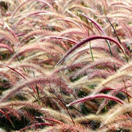 Red Jewel Millet Ornamental Grass | Setaria Italica Seeds