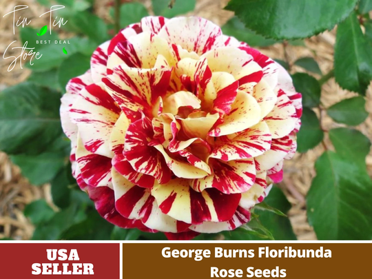 30 Rare Seed-Red Yellow Seeds -Perennial -Authentic Seeds-Flowers -Organic. Non Gmo -Vegetable Seeds-Mix For Plant-B3G1#1101