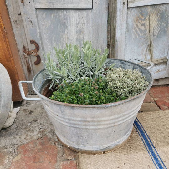 Galvanised Vintage Metal Water Bucket, Planter With Handles. Garden Decor Herb Pot