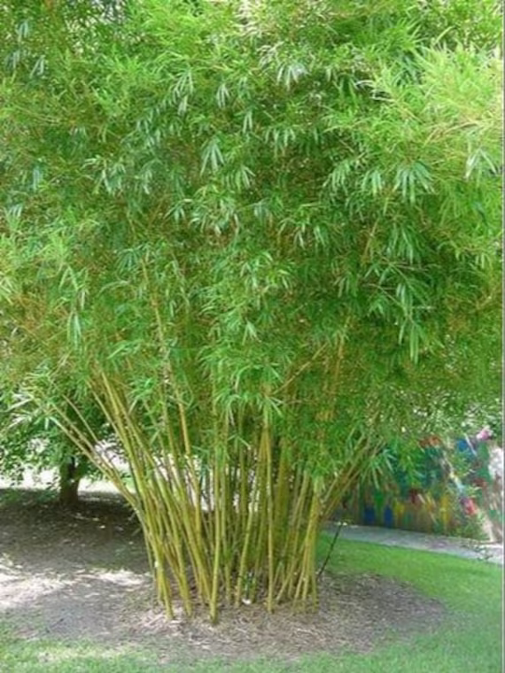 Dendrocalamus Strictus Bamboo Seeds Approx. 20 Seeds, Solid Bamboo