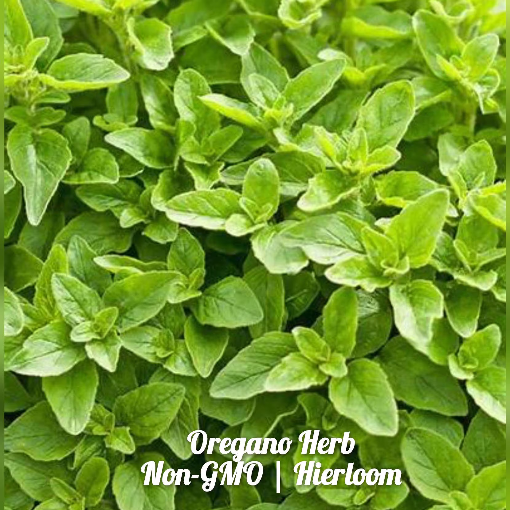 Sweet Marjoram Herb 100 Seeds | Non-Gmo Free Shipping