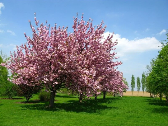 20 X Taiwan Cherry Seeds. Prunus Campanulata Seeds