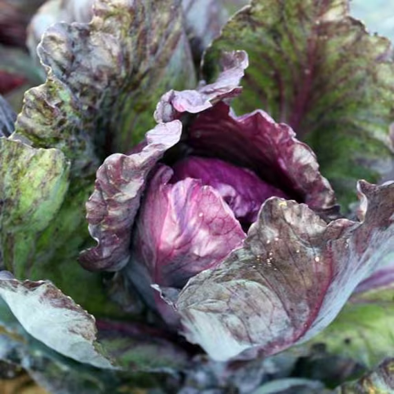 Cabbage Red Kalibos Organic Seed 50