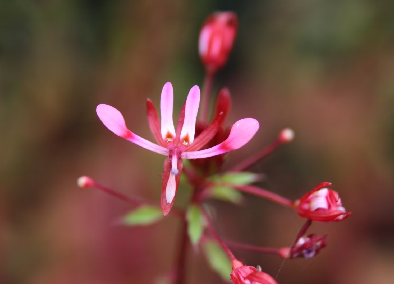 10 Lopezia Racemosa Seeds, Mosquito Flower Seeds
