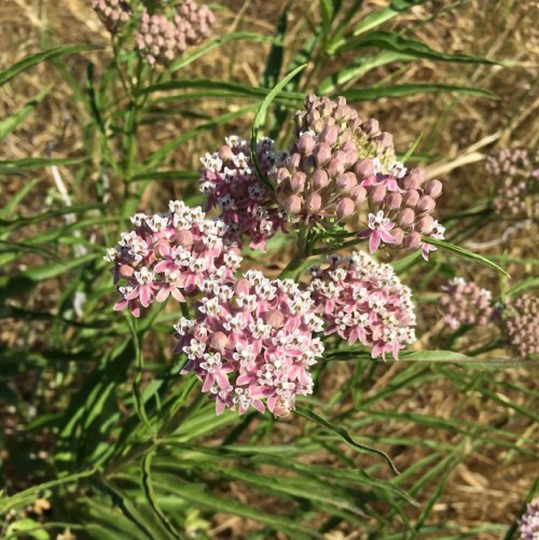 Narrowleaf Milkweed | Asclepias Fascicularis Packet Of 12 Seeds With Free Shipping
