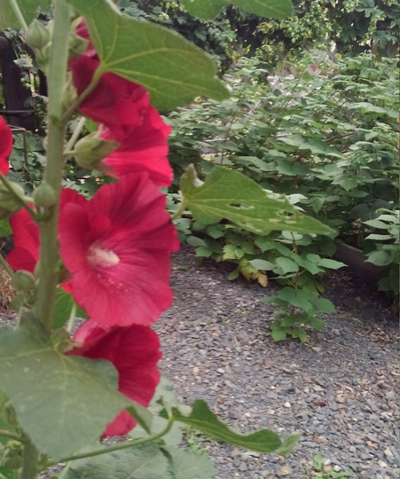 Red Hollyhock Seeds, Alcea Rosea, Heirloom Rare Cottage Flowers, Hollyhocks, English Garden Flowers