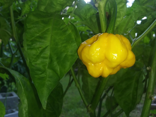 Yellow Moa Scotch Bonnet Pepper Seeds - Non Gmo & Organic-Grown 10+ Seed Count Free Shipping + Gift