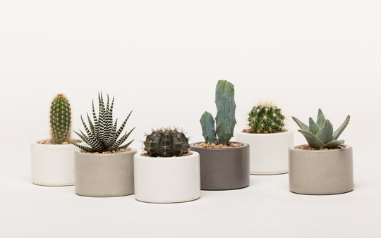 Concrete Planter, Succulent Mini Catch All 1 Ea. Choose From 3 Colors