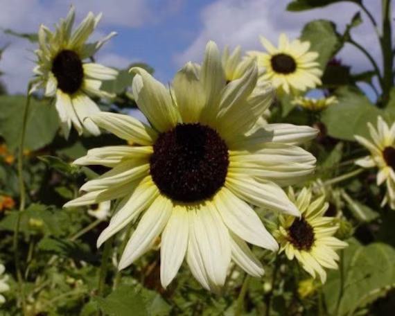 Decorative Sunflower - Vanilla Ice 0.5G/50 Seeds Helianthus Debilis Gmo Free