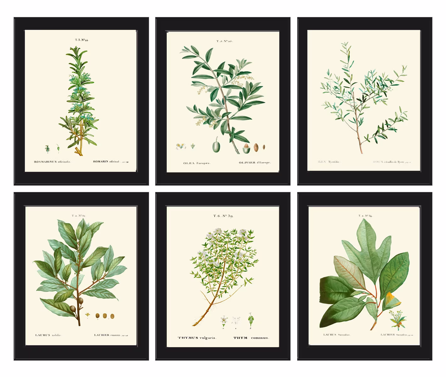 Herbs Spices Wall Art Print Set Of 6 Beautiful Antique Thyme Olive Bay Laurel Leaf Myrtle Kitchen Dining Room Garden Home Decor To Frame Tda