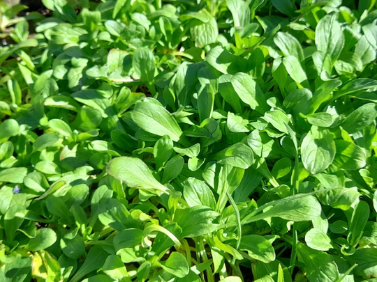 Lamb's Lettuce Seeds