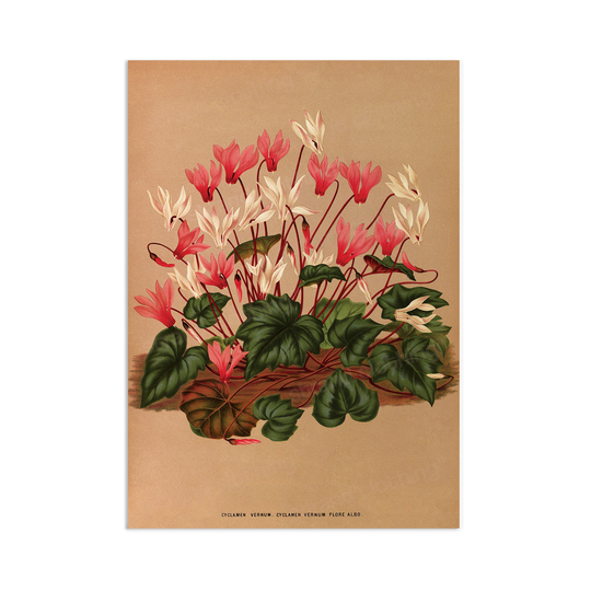 Antique Botanical Art Print Poster Vintage Wall Flowers Floral Cyclamen Leaf Plant Illustration Victorian Herbs Beautiful Pressed A3