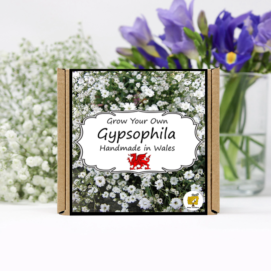 Grow Your Own Gypsophila Flowers Kit. Flower Seeds Growing Kit. Gardening Gifts For Women, Men, Him, Her, Grandad & Children
