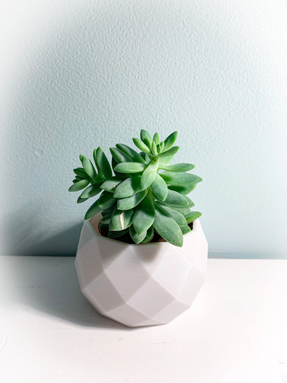 Geometric 3D Printed Succulent Planter - Not Included