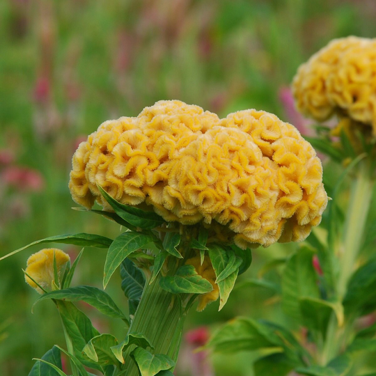 Celosia Seeds Chief Gold 50 Thru 1, 000 Bulk Makes Great Cut Flowers