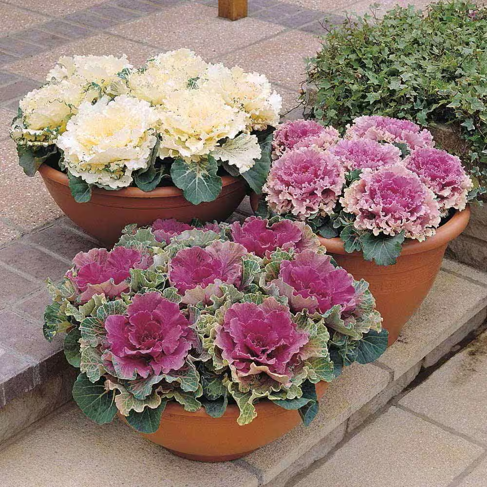 Flower Seeds Cabbage Decorative Mixture