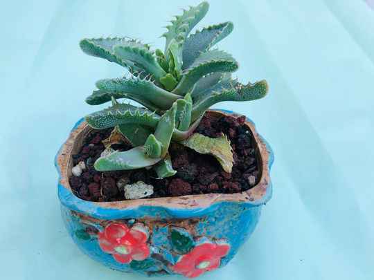 Faucaria Tigrina Live Rooted