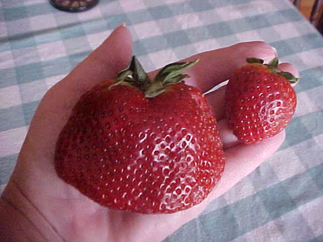 Big Sweet Mama Strawberry Seeds Produce Super Huge Strawberries 100+ Seeds Always, Per Package Also See 12, 25, 50 Seed Packages