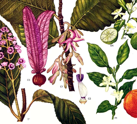 Seville Orange & Lime Fruit Flowers Plants Of South East Asia Botanical Exotica 1969 Large Vintage Illustration To Frame 119