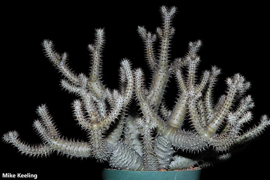 Pachypodium Horombense - Horombe Clubfoot Bonsai Succulent Limited 10 Seeds