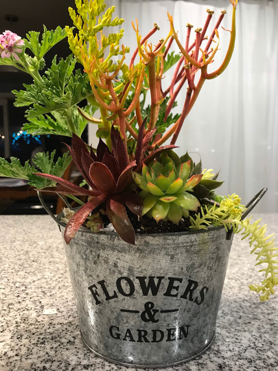 Succulent Arrangement in Classic Flower Tin