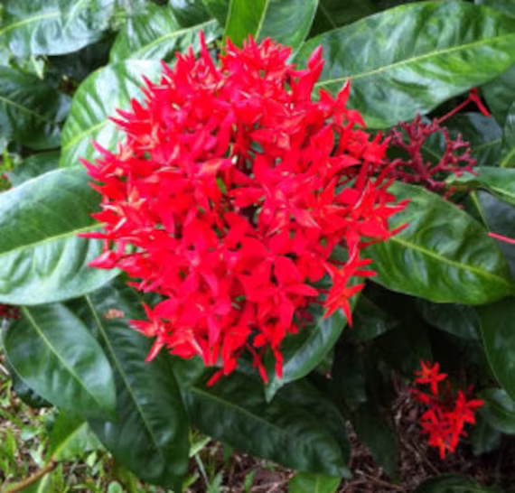 Ixora Plant Seeds. Jungle Geranium Best Herb Seeds From Sri Lanka