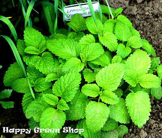 1500 Seeds - Lemon Balm Melissa Officinalis Herb