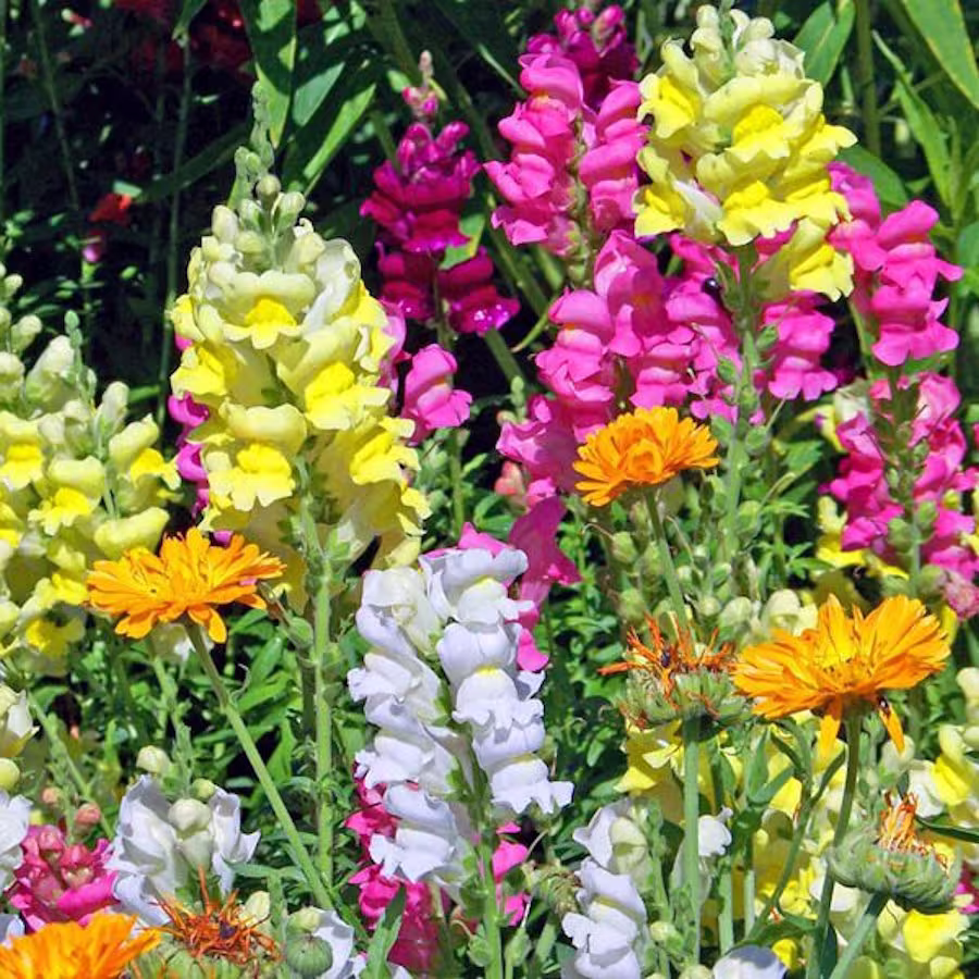 Antirrhinum Dwarf Tom Thumb Approx, 2000 Seeds, Snap Dragons