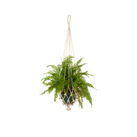 Plant Hanger | Pot Holder Hanging Basket Home & Garden Decor Vibhav