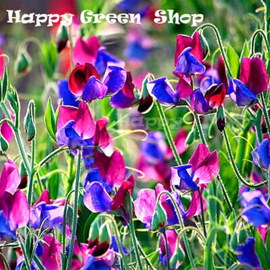 Sweet Pea - Old Spice Cupani 35 Seeds Lathyrus Odoratus Annuals Flower
